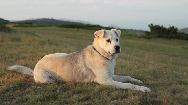 A large white dog rests comfortably on an open patch of grass as the sun sets behind distant hills. Captured in 4K, this frame is warm and relaxed.