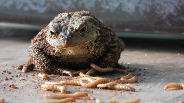 close up view of common toad eating mealworms