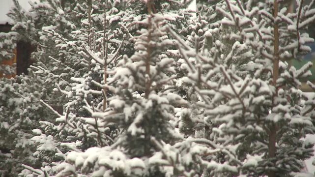 Neige qui tombe au printemps