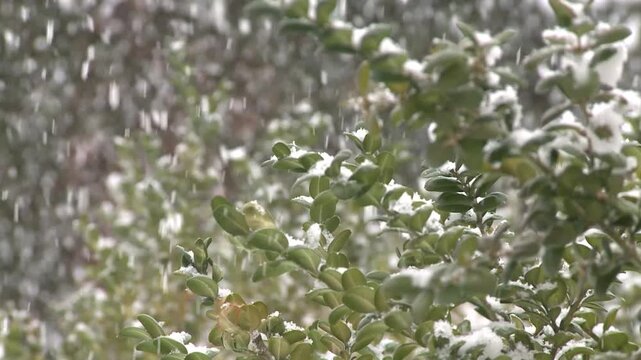 Neige qui tombe au printemps