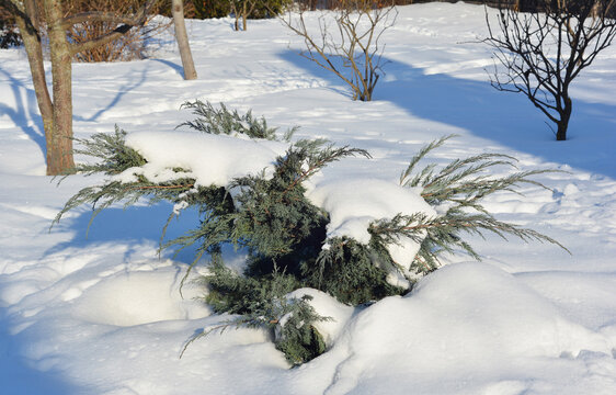 Juniperus virginiana grey owl juniper covered snow in the garden