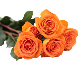 Orange roses arranged together on a transparent background for decoration or gifting