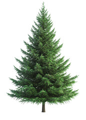 Fototapeta premium Tall green tree standing alone on a clear background for decoration or design use