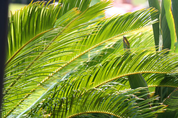 Colorful plants in a Mediterranean garden. Selective focus.