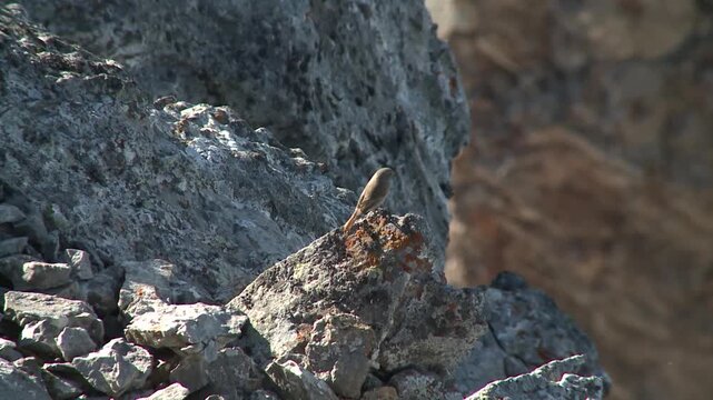 oiseau sur un rocher