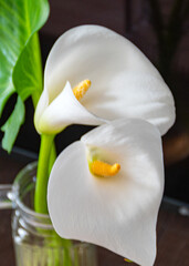 beautiful photo of two white calla lilies on a dark background, a pair of flowers