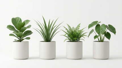 Fototapeta premium Four Potted Plants on White Background.