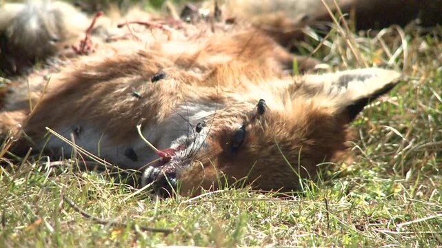 carcasse de renard mort et &eacute;ventr&eacute;