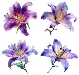 Watercolor Lilies in Purple Tones