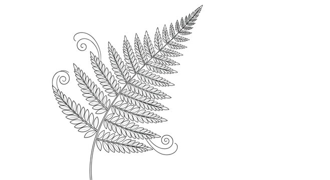 Delicate fern frond with tiny leaflets and decorative swirled accents is presented in a detailed and artistic botanical illustration.