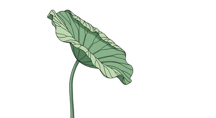 Obraz premium Single large lotus leaf on a stem shown in a detailed line drawing with soft green color on white background.