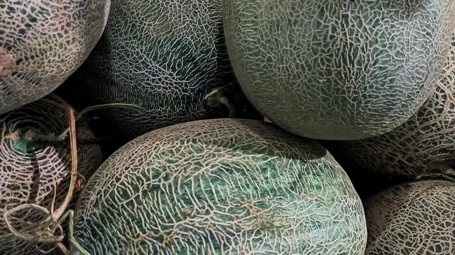 Zoom out footage of fresh melons stacked together, showing detailed cantaloupe skin texture.