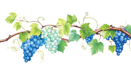 Obraz premium Watercolor of blue and green grapes on a vine with leaves and illutrastion transparent background