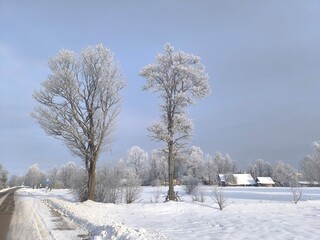 trees in winter