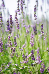 一面に広がるラベンダーの花をやわらかな光で捉えた写真。紫色の花々が咲き誇る風景が、癒しや自然の豊かさ、夏の季節感を感じさせるイメージ。