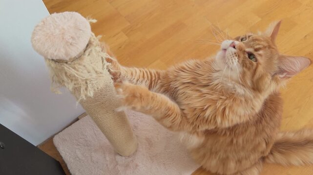 A ginger Maine Coon cat scratching his scratching post.