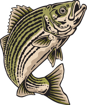 Striped Bass Fish Jumping Vintage Fishing Mascot Vector Illustration