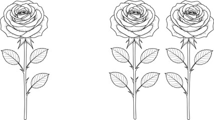 Detailed hand drawn line art vector illustration of three beautiful rose flowers with long stems and green leaves. © Md