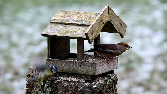 Kernbei&szlig;er frisst Sonnenblumenkerne im Vogelhaus