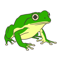 Obraz premium Vector Illustration of a Cute Green Frog Isolated on White Background