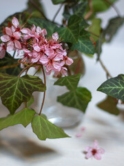 Pink cherry blossom branch (Prunus serrulata) with green leaves on light wooden table. Concept of spring nature background, botanical design, calm wallpaper, banner, social media content.