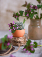 Purple deadnettle flower (Lamium purpureum) growing in eggshell pot with rustic decor on table. Concept of Easter decoration, botanical eco design, natural background for card, banner, social media.