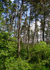Fototapeta premium Schwarzkiefernwald auf dem&nbsp;Volkenberg bei Erlabrunn am Main, Landkreis Würzburg, Unterfranken, Franken, Bayern, Deutschland