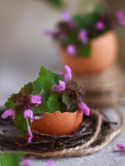Small spring flower growing in cracked eggshell on rustic surface, close up. Concept of Easter decor detail, eco lifestyle, handmade background for card, social media, retail design.