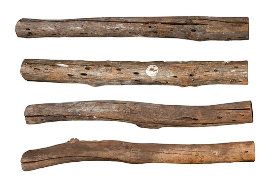  Weathered driftwood log and rustic broken tree branches. Broken tree branches with detached bark. Rustic wood branch.