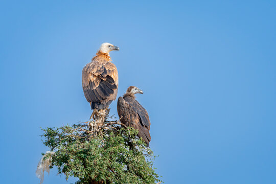 wild adult with juvenile immature Eurasian griffon vulture or gyps fulvus perch high on tree top basking sun during winter migration at desert national park jaisalmer rajasthan india