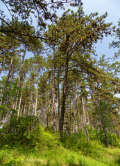 Obraz premium Schwarzkiefernwald auf dem&nbsp;Volkenberg bei Erlabrunn am Main, Landkreis Würzburg, Unterfranken, Franken, Bayern, Deutschland
