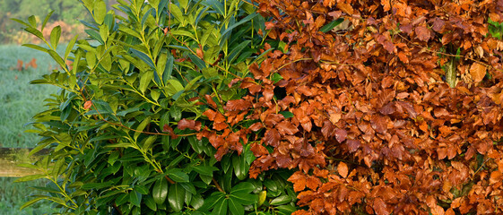 Gros plan d'une haie composée de persistant avec un laurier cerise et de marcescent avec du...