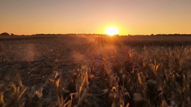 Cornfield at Sunset - A low-angle shot through a cornfield reveals the sun setting on the horizon. The sun casts a warm orange glow, highlighting the dry corn stalks.