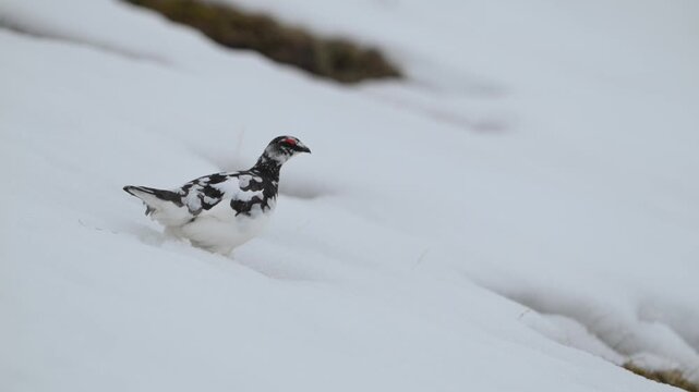 Rock Ptarmigan molting from fall to winter plumage cautiously makes its way down snowy slope on Norwegian tundra.