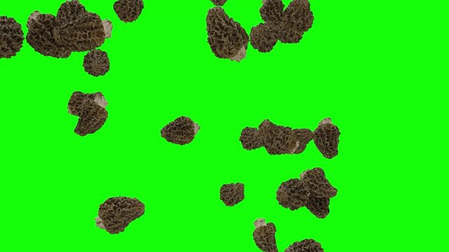 Crunchy Morel Mushrooms Falling on Green Screen With Alpha Matte