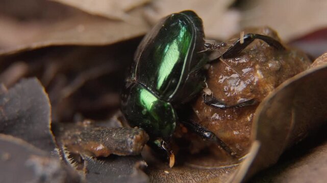 Macro footage showing an ant walking across the rear body of a dung beetle while the beetle remains in an inverted posture at a three-quarter angle to the camera.