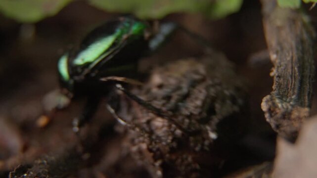 Macro wildlife footage showing a green dung beetle climbing onto a dung ball, with its head visible while the back remains in focus.