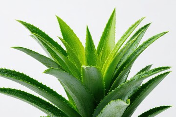 Fototapeta premium Macro photograph of tropical pineapple foliage against a clean white backdrop