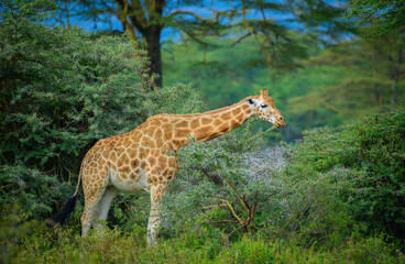 Rothschild's giraffe Lake Nakuru National Park, Kenya, Africa