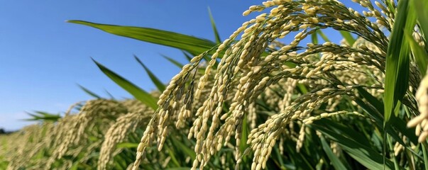 Close-up of golden rice grains ripening in a paddy field under a clear blue sky, signifying harvest season.