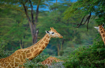 Fototapeta premium Rothschild's giraffe Lake Nakuru National Park, Kenya, Africa