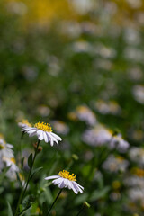 Aster White Daisy In Bud Bloom