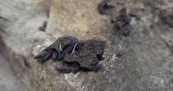 Macro view of woodlice (isopods) and a ground beetle hiding under soil clods. Natural ecosystem scene showing decomposers, invertebrates, soil texture and underground wildlife behavior.
