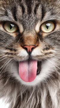 Cute Cat Licking and Showing Tongue in Playful Close Up Studio Portrait