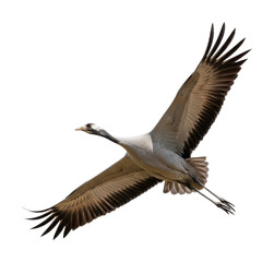 Obraz premium Cranes flying gracefully in the sky nature wildlife isolated on transparent background