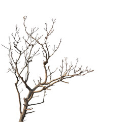 Bare tree branches against a white background creating a minimalist natural scene in winter on transparent background
