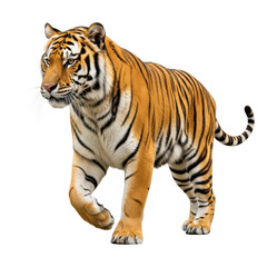 Obraz premium Powerful tiger walking through its natural habitat wildlife isolated on transparent background