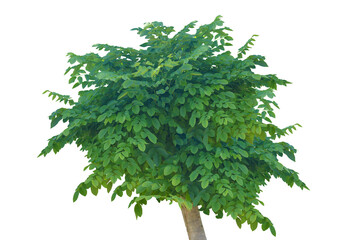 Green bush isolated transparency background..