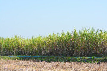 Sugarcane Field in Rural Thailand.