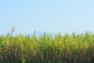 Sugarcane Field in Rural Thailand.